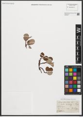 Foto von Salix reticulata L.